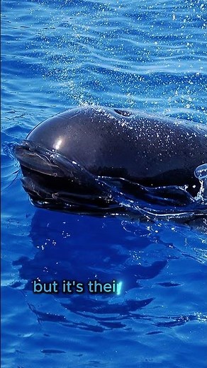 Pilot Whale: The Deep-Diving Master of the Ocean!