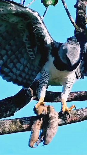 Eagle hunt a sloths 😱________#eagle #sloth #eaglevssloth #wildanimal #wildatlanticway #wildlifephotos #naturephotography #naturelover #discovery #discoverearth #krugernationalpark #kr | Shelly Coleman