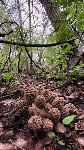 2025 Morel Mushroom Foraging Season Guide