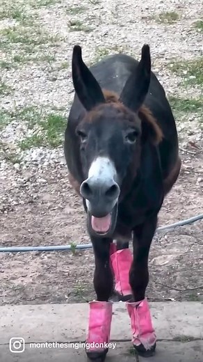 Monte the Singing Donkey Serenades with Farmyard Opera