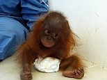 Baby Orangutan traumatised after being kept captive (related)