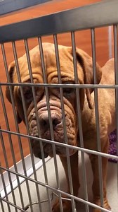 BLIND - SWEET SWEET 10 YEAR OLD FEMALE MASTIFF NEEDS IMMEDIATE RESCUE #A2052330 GINGER (A2052330) I am a female brown Mastiff. The shelter staff think I am about 10 years old. I was found as a stray and I may be available for adoption on 06/14/2019. @ Miami-Dade Animal Pet Adoption and Protection Center | Urgent Dogs and Cats of Miami