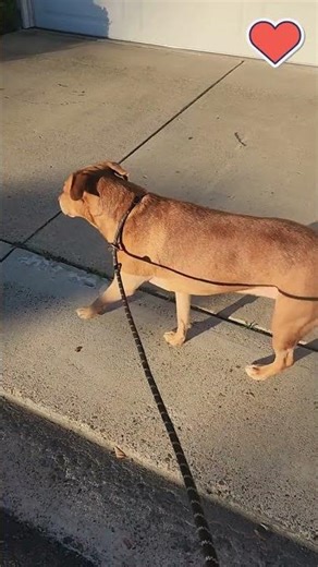 First walk after surgery 🐾💙 Ariel is walking on her own again—no pajamas, just funn...
