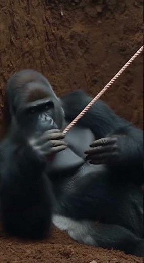 Rescue Team Saves Gorilla 🦍 Trapped in Deep Pit During Intense and Emotional Wildlife Mission #4k