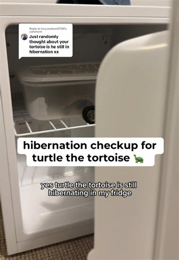 Turtle Hibernation Update: What to Expect After Holidays