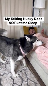 290K views · 18K reactions | WATCH WHAT HAPPENS! | Meeka The Husky | Facebook