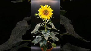 Watch a sunflower grow in 35 seconds - 83-day time-lapse 🌻