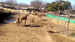 18K views · 535 reactions | Our tower of giraffe are enjoying this beautiful weather, how about you? Grab the kids and come out to the zoo for a day filled with discovery and learning! The zoo is open 7 days a week with first admission at 9 am and last admission at 4 pm. The giraffe feed deck will be open from 10 am - 2 pm, weather permitting. | Abilene Zoo | Facebook