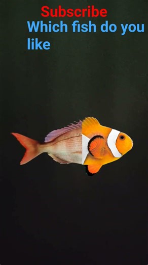 ''Clownfish 🐠 vs Others – Your Favorite? 🤯”“Can
