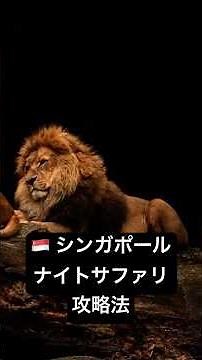 【シンガポール🇸🇬旅行】ナイトサファリの攻略のコツを解説します。