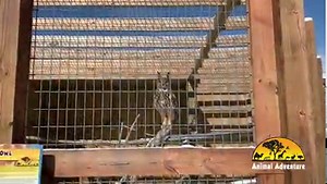 44K views · 1.3K reactions | Merlin wants to know 'Who' you'll be...