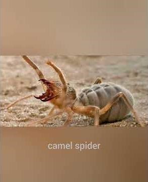 giant huntsman spider vs camel spider