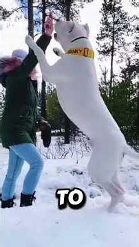 Top 5 Dog's Banned From the U. S (but it is still loved) 😱