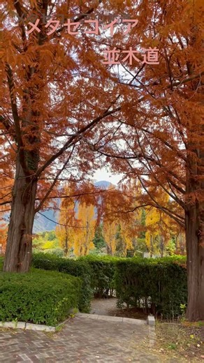 ここは山梨県富士川町で並木道は短めでしたが滋賀県高島町の長い並木道に行ったつもりで楽しみました😻