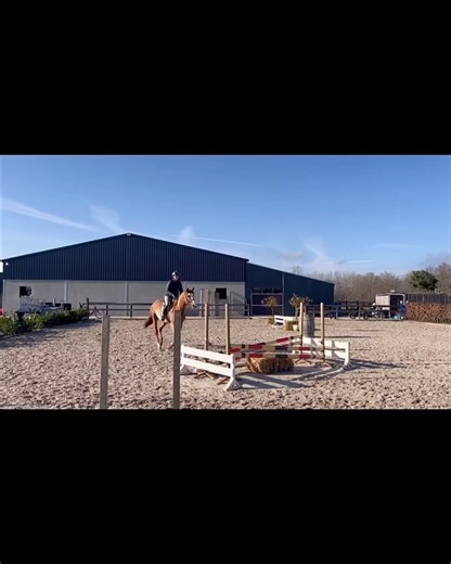 BIGEQ Horse Sales on Instagram: "Swipe🎥 Brightly colored SUPER hunter prospect – born for the USA! Available in the @dutch_horse_trading Auction. Bid from Feb 10-12! With his quality canter, great attitude, and attractive presence, this horse is perfectly suited for the American hunter ring. Hearty has already undergone blood testing for the USA and has been approved for import. AES-approved stallion. HEARTY 2022 16.1 hand Dutch Warmblood Gelding 📱Inquire on BIGEQ @dutch_horse_trading www.dutc