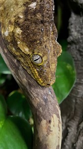 Kanak also just celebrated his 21st birthday last week! 🎉 New Caledonian giant geckos are the largest geckos in the world. They are found exclusively on the islands of New Caledonia in the South Pacific. In the wild, the giant geckos shelter in trees during day and forage at night in the forest canopy. At the Zoo, Kanak is living his best life with heated branches, misters and hand-fed meals. 🦎 Happy World Lizard Day, and birthday, Kanak! 💚 | Point Defiance Zoo & Aquarium