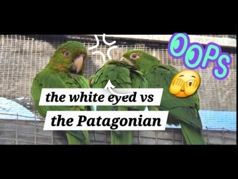 THE WHITE EYED CONURE BIRD VS THE PATAGONIAN PARROT