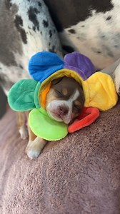 37K views · 3.6K reactions | Lost puppy found forever home :) | Dear Danes | Facebook