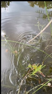 Creature from the deep returns to take care of business! #bigfish #outside | Dustin Wilks