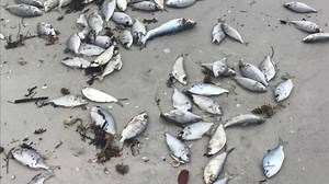 Siesta Key red tide kills fish, keeps beachgoers away