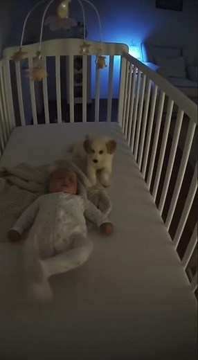 Loyal Puppy Watches Over Sleeping Baby – Caught on Night Vision Camera #baby #dog #viral #shorts