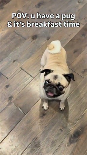 Talking Dogs Remix Funny Pets Videos Compilation, British Accent Dog, Bullldog, Husky. Daily Animals