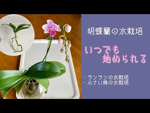 1月16日 胡蝶蘭の【水栽培】 根をしっかり乾かしてから水栽培します 1年中室内で楽しむ水栽培は葉もキレイ！ ・根を見ながら育てられます🪴