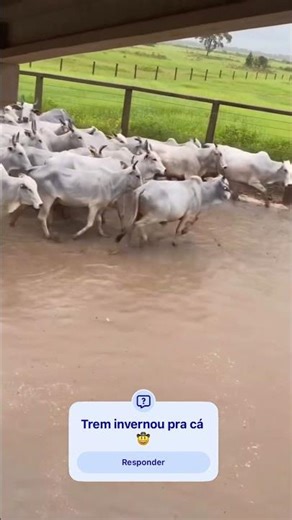 The train veered off in this direction 🤠😳 #farm #rancher #cattle #shortsviral