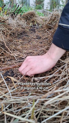 Planter des bulbilles d'oignons