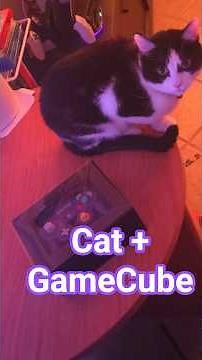 Unboxing My First GameCube Controller with my Cat #switch2 #cat #gamecube