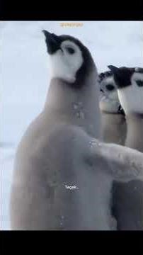Anak Pinguin Emperor yang hampir tertangkap oleh Giant Petrel #faktamenarik #hewan #pinguin".