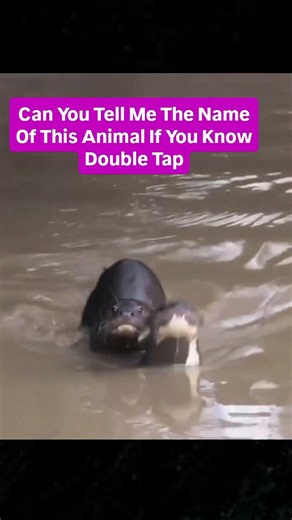 Can you tell me the name of this animal? #anime #challenge #reels #wildanimals #uk #usa