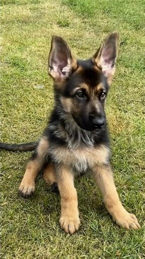 My Puppy's Ear Is Glitching and I'm Not Sure He's Listening to Me! 😂