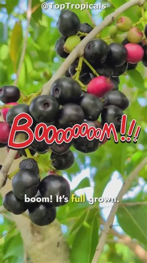 🌳 Indian secret tree - the miracle Fruit of the Gods you never knew about 🫐 Sacred and secret Indian divine Berry - Jambolan (Syzygium cumini) - goes by many names: Java plum, Malabar plum, Black Plum, Jaman, even Lilly Pilly! 🫐 Sweet-tart and healthy fruit. The tree is a heavy producer of juicy, sweet-tart black fruits that can be eaten fresh or turned into tarts, sauces, and jams. In Ayurveda and Chinese medicine, both the fruit and plant are valued for their powerful health benefits. 🫐 A 