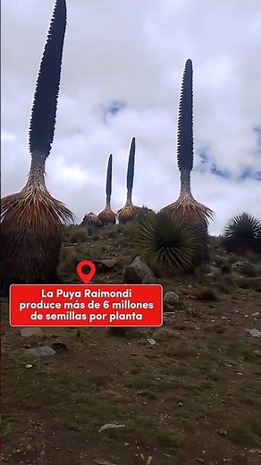 PUYA RAIMONDI "Takes 100 years to bloom" #perutourism #puya #ancash #peru2026 #beautifulplants