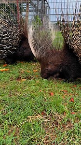 Just trying to do an educational video on porcupines #porcupine #african #animals #educational #learningisfun #eating #food | Nomad's Animal Encounter