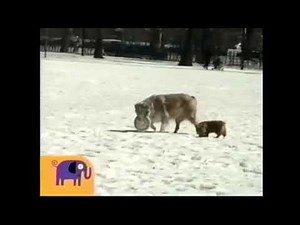 Noggin - Critter Corner - 2 Dogs