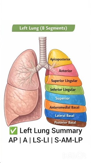 Bronchopulmonary Segments🫁- made easy/ Anatomy basics