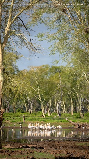 The 2026 walking season has weeks left, not months. If it's been on your list, this is the window.