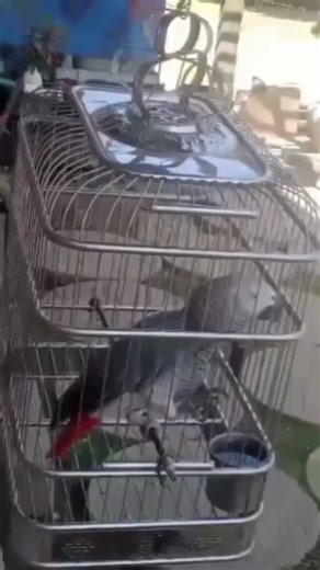 talking African gray 🩶 parrot 🦜