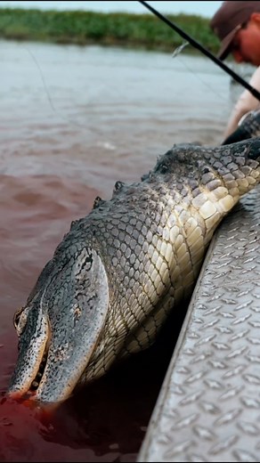 Justin Chiasson on Instagram: "Here’s a quick sneak peek from our latest gator hunt. The full hunt and clean is live now on YouTube — link in bio. #TasteOfTheSwamp #GatorHunt #Alligator #SwampLife #LouisianaHunting #CajunLife #Hunting #OutdoorContent #GatorSeason #Stalekracker"