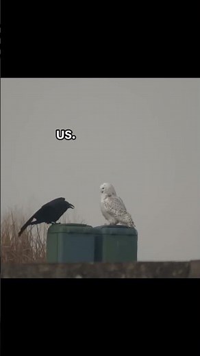 Raven vs Owl Showdown – Who’s the Real King of the Sky? 🦉🐦 #birds #birdslover #clevercrow #ravens