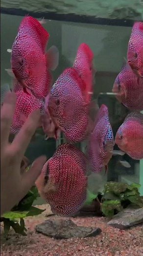 Beautiful Discus Fish