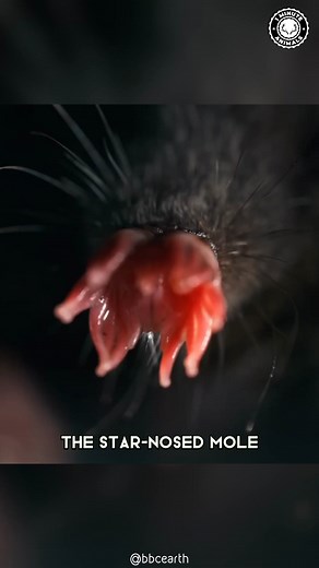 Star-Nosed Mole 🐹 The FASTEST Eater! This odd little mammal has a star-shaped nose packed with over 25,000 sensors. It hunts in total darkness, finding and eating prey in just 0.25 seconds! You won’t believe how weird — and smart — this creature is! #wildlife #nature #animalfacts #animalvideos | 1 Minute Animals