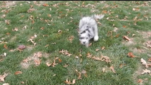 Aurora - Sheepadoodle puppy for sale