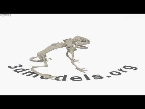 Frog Skeleton 3D model by 3DModels.org