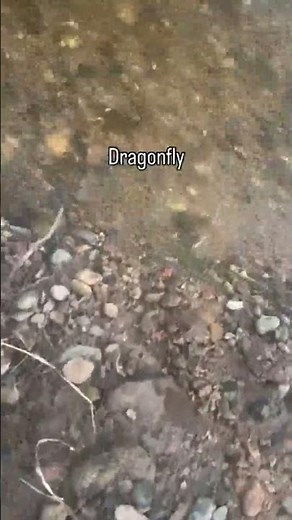 Black-Winged Dragonfly or Butterfly? Rare Sighting by the Creek! #Nature #Dragonfly #Wildlife