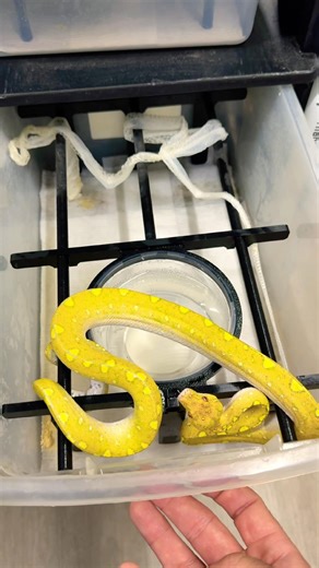 Fresh shed and skin on this gorgeous captive bred Green Tree Python!