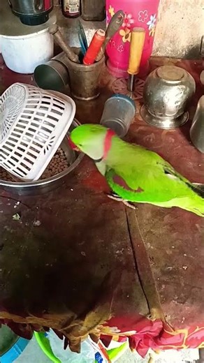 parrot sound and talk #birdsounds #birds #lifeisbutadream #parrotnoises #parrotnoises #funny 🦜🦜❤️‍🩹