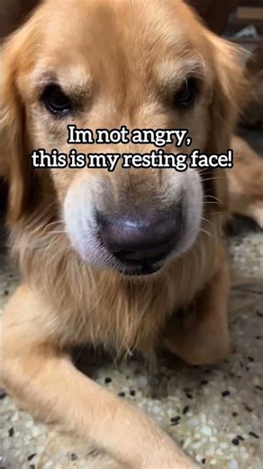 Golden superman supremacy!✨😂 #short #dog #superman #goldenretriever